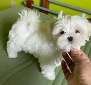 malteser mini welpen