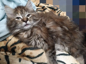 Maine Coon Kitten Mix