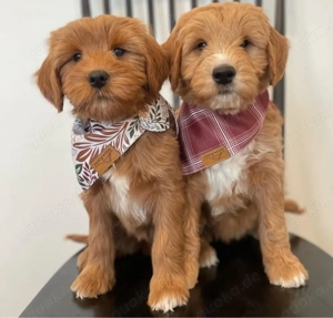 Goldendoodle welpen