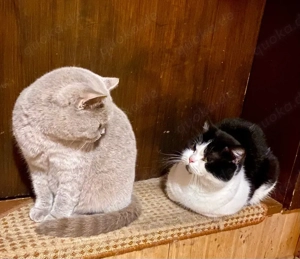 Wurfankündigung: BKH Kitten mit Stammbaum 