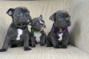 Französische Bulldogge Welpen