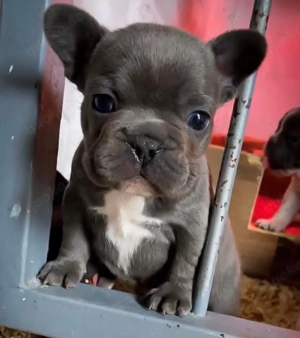 französische Bulldogge welpen