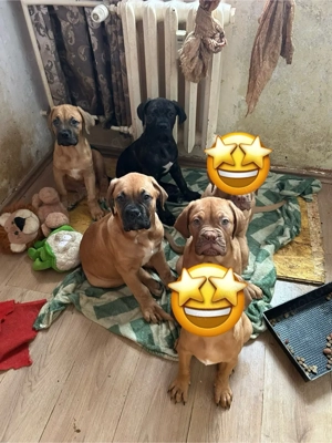 Wir suchen dringend neue zu Hause