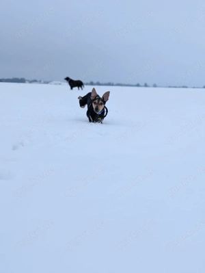 Milo der Kampfschmuser