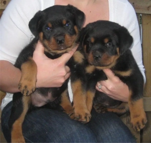 Rottweiler welpen