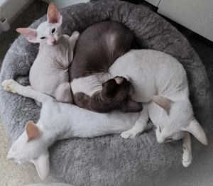 Schneeweiße Peterbald erwachsen 