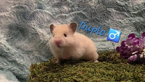 Goldhamster und Teddyhamster Jungtiere