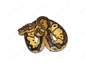 Python Fire Heat Clown & Holzterrarium (mit Heizlampe)   Komplettset