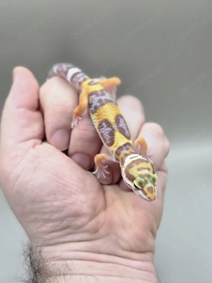 Leopardgecko 0.1 Mandarin Tangerine Tremper Albino 
