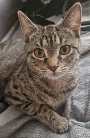 dringend ! getigertes EKH mädchen 