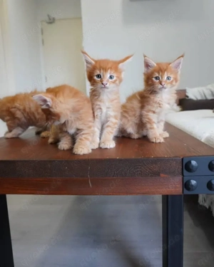 Maine Coon Kätzchen 