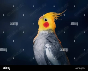 Biete Zuhause für Nymphensittiche in Not!