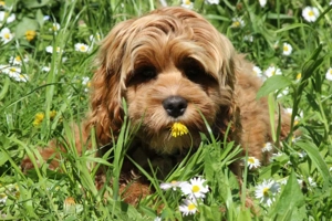 Zauberhafte Hündchen der Rasse Cockerdoodle