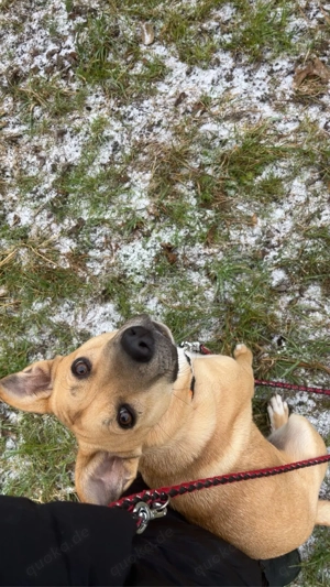 Mischlingshündin sucht für immer zu Hause 