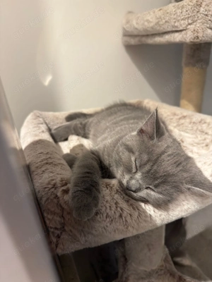 Sibirische Kätzchenbabys 