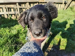 Süße Abby sucht liebevolle Familie 