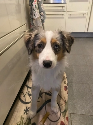 Mini Australian Sheperd Hündin, 10 Monate