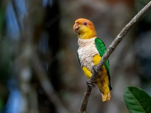 Ich suche 2 handzahme rostkappenpapageien