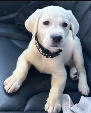 Labrador Welpen