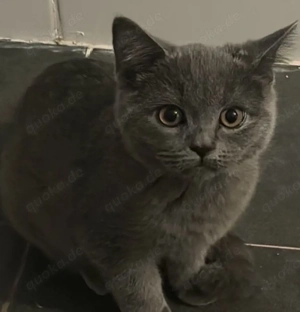 bkh kater sucht ein liebevolles zuhause 