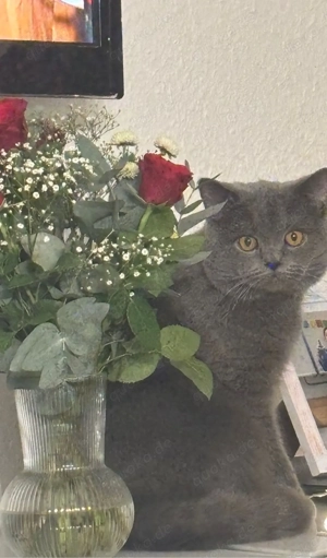 reinrassiger bkh kater 