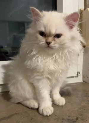 Perserkatze abzugeben