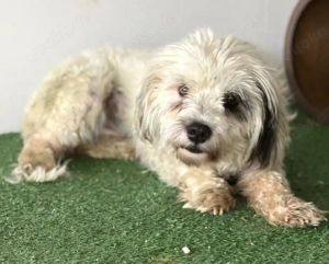 Katzenverträgliches kleines Mäuschen Malia