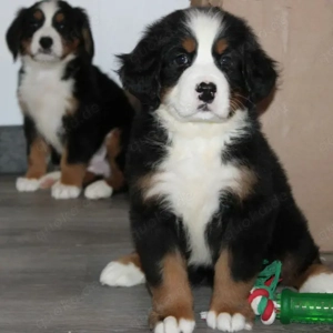 Entzückender Berner Sennenhundwelpe