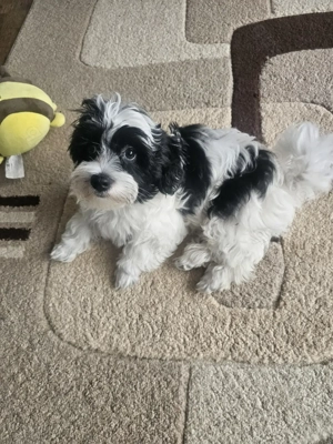 Welpen drei monate, mateser, havaneser ,weis mit schwarz 