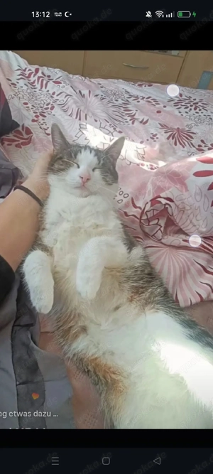 Katze stereliesirt und geschippt 