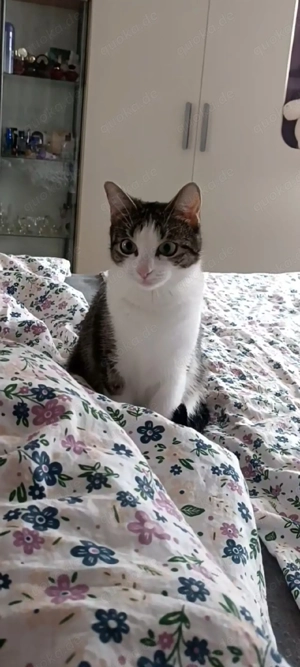 Katze stereliesirt und geschippt 