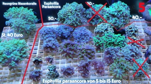 Meerwasser Korallen Ableger