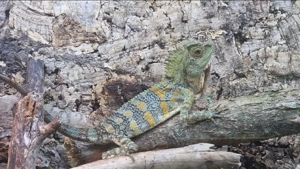 Gonocephalus chamaeleontinus 1.0