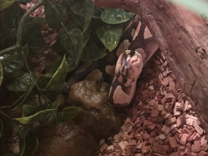 Python Fire Heat Clown & Holzterrarium (mit Heizlampe)   Komplettset