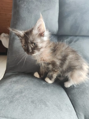 Reinrassiges Mainecoon Tricolor Mädchen 