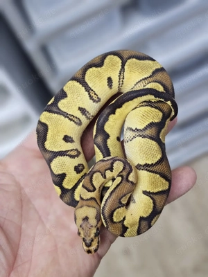 1.0 Vanilla Yellow Belly Clown Königspython Python Regius 