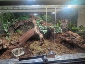 Terrarium aus glas gesucht 