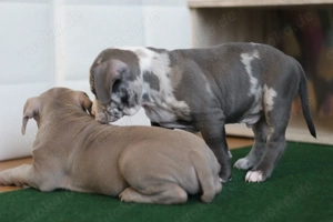 Wunderschöne American Bully Pocket Welpen bereit zum Auszug 