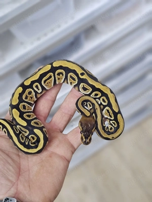 0.1 Cypress 66% het Clown Königspython, Python Regius 