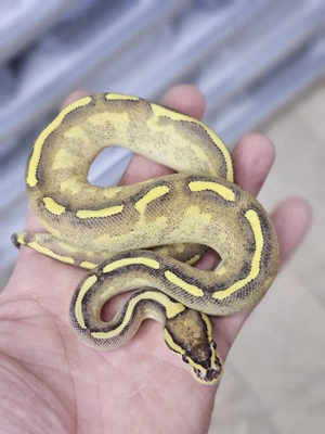 0.1 Enchi Freeway 66% het Clown Königspython, Python Regius 