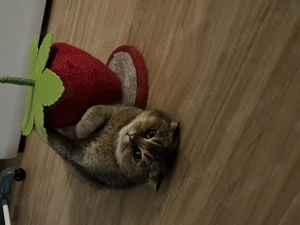 Geschwister Pärchen abzugeben 