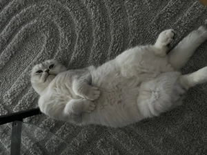 Geschwister Pärchen abzugeben 