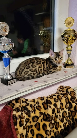 Bengal Kitten
