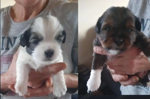 Liebevolles Zuhause für zwei kleine Welpen gesucht 