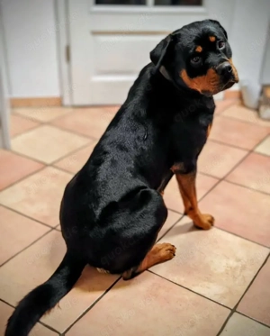 Rottweiler Hündin 1 Jahr zu verkaufen 