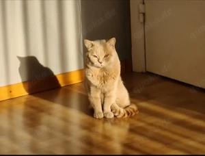 Maine Coon Katzen   nur in liebevolle Hände abzugeben