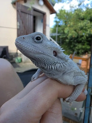 Bartagame hypo zero white