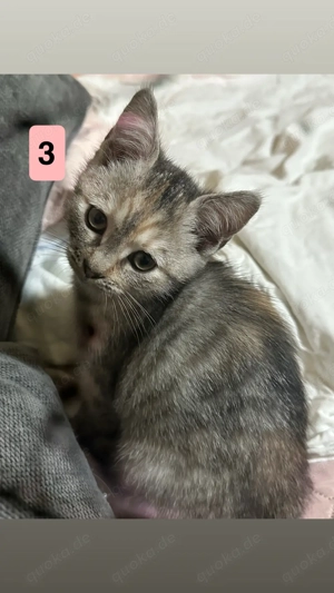 Kitten zu verkaufen nur zu zweit verkauf bar