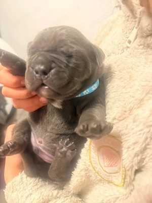 Last Call !!Cane Corso Welpen !!