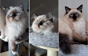 Neva masquarade Sibirische weiblich katze mit stammbaum